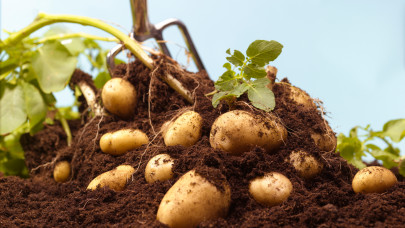 Meglepő hírek érkeztek az európai krumpliról: mi lesz így sokak kedvencével?