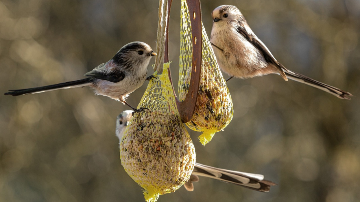 Végzetes is lehet, ha nem figyelsz eléggé: ezek a téli madáretetés aranyszabályai