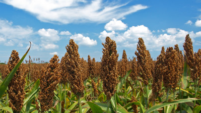 Erős kihívója akadt a kukoricának: ez a növény lehet a magyar földek új sztárja?