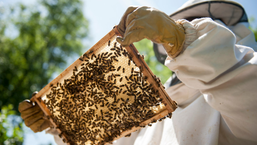 Pénz áll a házhoz: több tíz millió eurót osztanak szét a magyar méhészek között