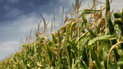 Döbbenetes, mire jöttek rá a magyar kutatók a kukoricával kapcsolatban
