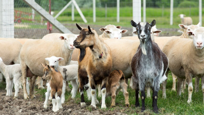 Nehéz idők várnak a juh- és kecsketenyésztőkre: nincs mese, erre kell készülni