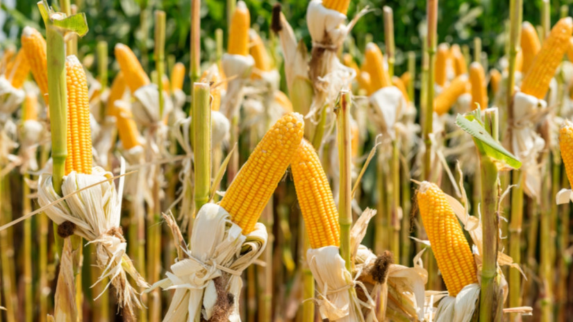 Lássuk, milyen lett az idén betakarított kukorica minősége?