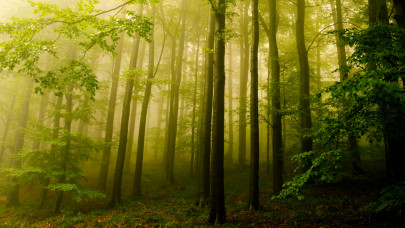 Nagy változások a láthatáron: erre készülhetnek a magyar erdőgazdálkodásban