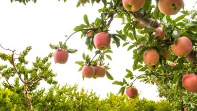 Komoly gondok vannak Belgiumban: ott rohadhat a fákon az idei almatermés