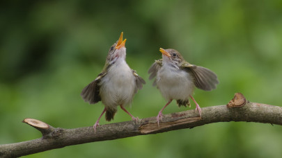 Meglepő felfedezés látott napvilágot a madarakkal kapcsolatban: ez durva