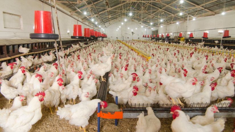 Beütött a katasztrófa Dániában: a csirkék tömeges levágását rendelték el