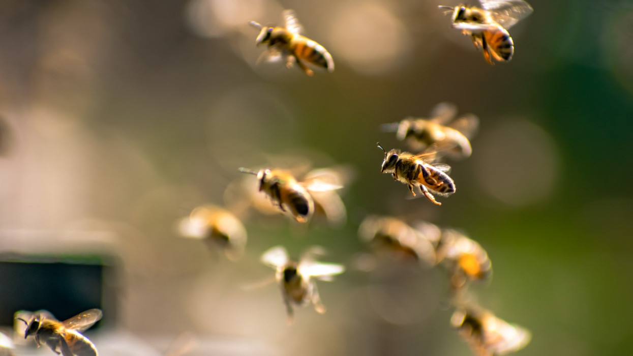 Nagy a baj: óriási veszély fenyegeti a méheket Magyarországon