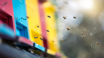 Ez elképesztő: ki nem találnád, hogyan védené meg a méheket egy amerikai cég