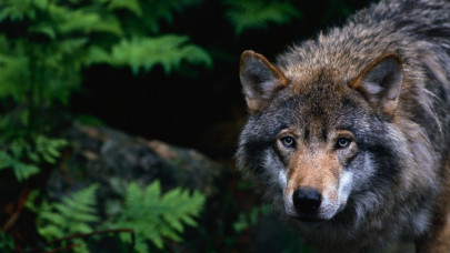 Pónit gyilkolt a védett szürke farkas: a Bizottság elnöke elrendelte a kilövését