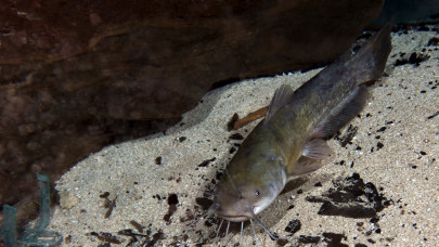 Megdöbbentő hírek érkeztek: több mázsa idegen halat találtak a Tisza-tóban
