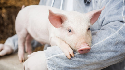Most akkor mivel etetik az állatokat a gazdák Európában? Kiderült az igazság