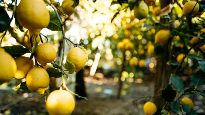 Filléres csodaszer: nem is gondolnád, mi mindenre használható a citrom a kertben