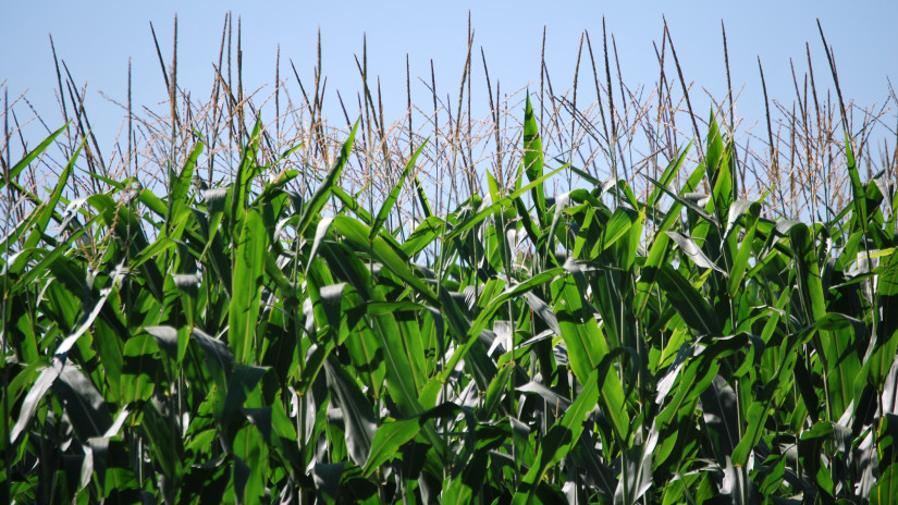 Ez rengeteg magyar gazdát érint: fontos hírek érkeztek a kukoricáról