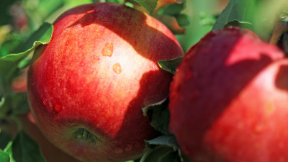 Döbbenetes dolog derült ki a magyar almáról: ezt sokan nem gondolták volna
