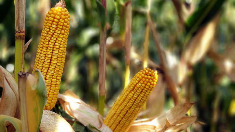 Potenciálkísérletekben vizsgáltuk kukoricahibridjeink teljesítményét
