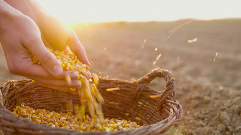 Fontos híreket közöltek a kukoricáról a szakértők: ezt jó, ha minden gazda tudja