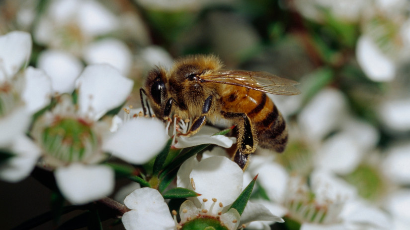 Ennek rossz vége lesz: a méhek tömeges pusztulása csak a kezdet?