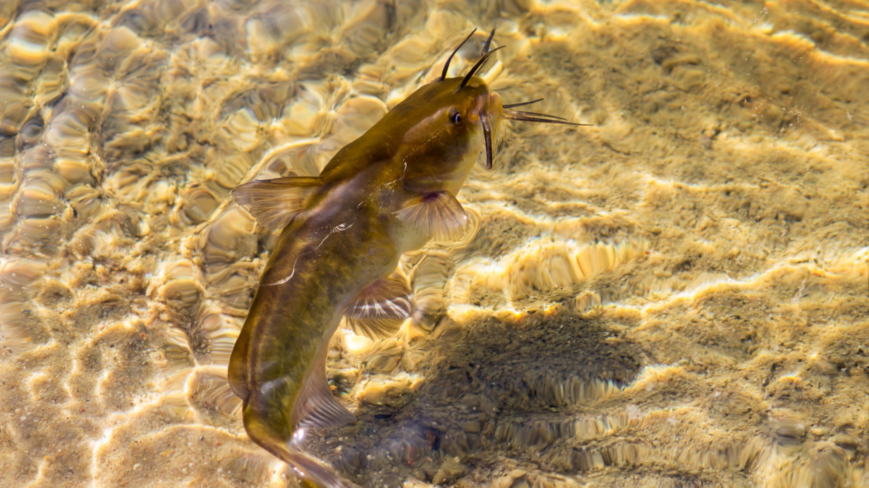Egyre több ilyen hal van a magyar tavakban: ezt jobb, ha mindenki tudja