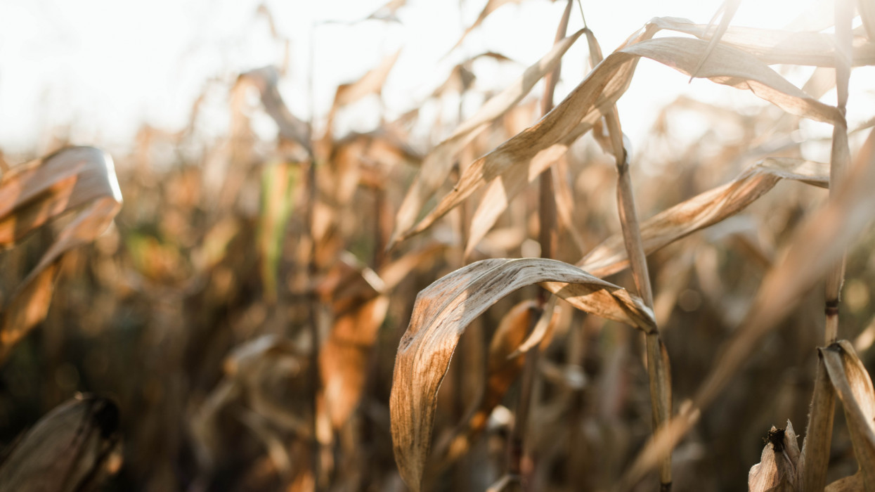 Durva, ami az ukrán kukoricával történik: meglepő hírek érkeztek az országból