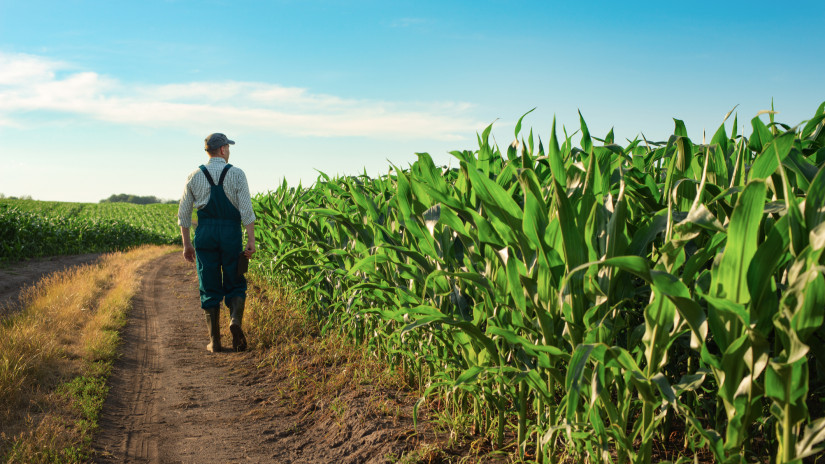 Biztonságosnak minősítették az alacsony termetű GMO-kukoricát
