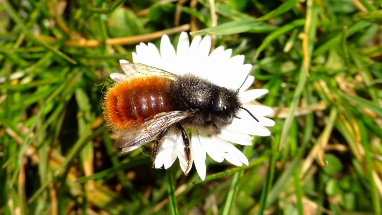 Súlyos veszély fenyegeti a méheket: ennek nagyon rossz vége lehet
