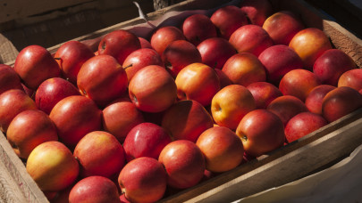 Váratlan hírek érkeztek a lengyel almáról: valami szokatlan történik a terméssel