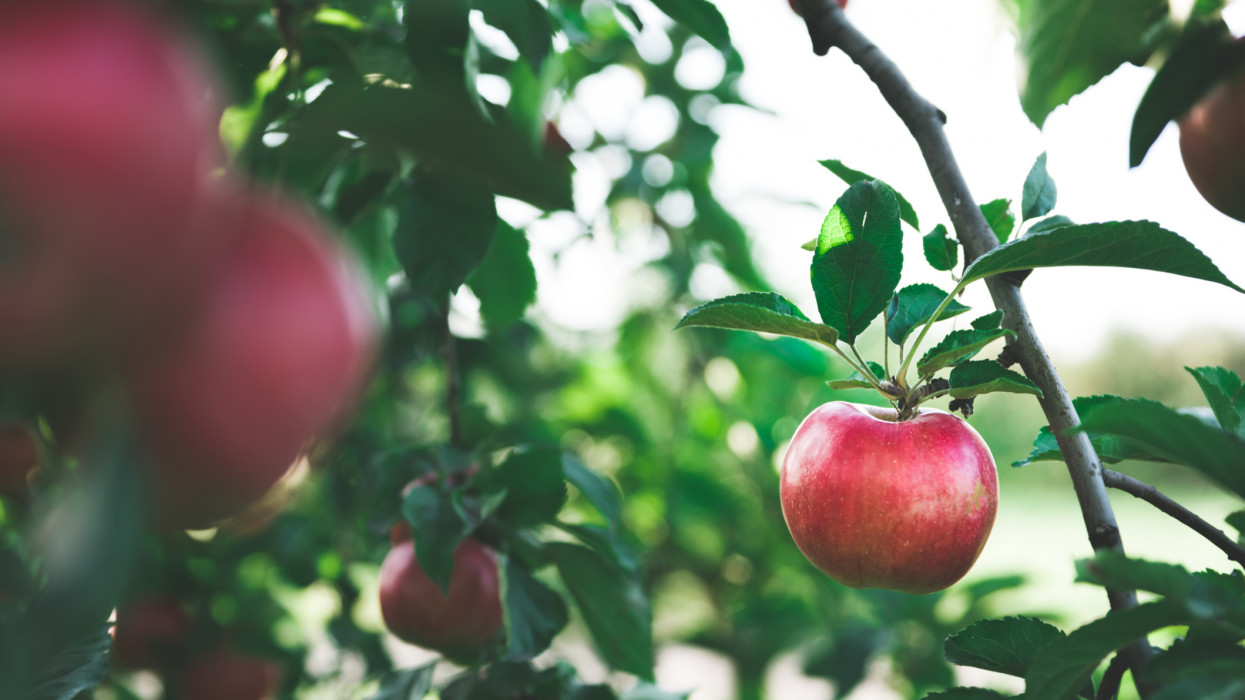 Váratlan hírek érkeztek a magyar almáról: meglepő dolog történik a gyümölccsel