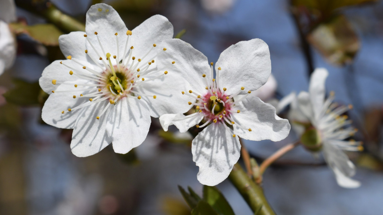 Ez durva: már februárban virágzik a mandula Magyarországon