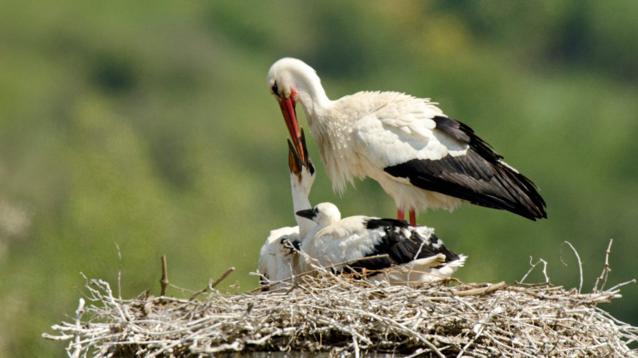A kutatók is meglepődtek: váratlan dolog derült ki a magyar gólyákról