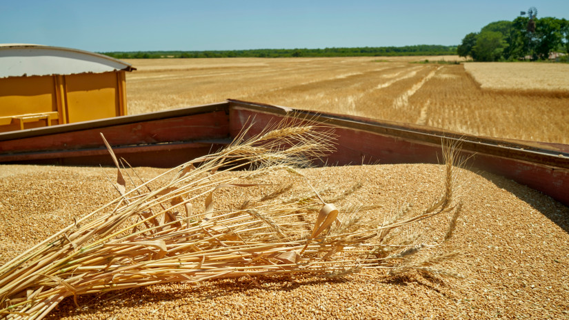 Megérkezett a friss előrejelzés: így változtathatja meg a gabonatermelést a háború