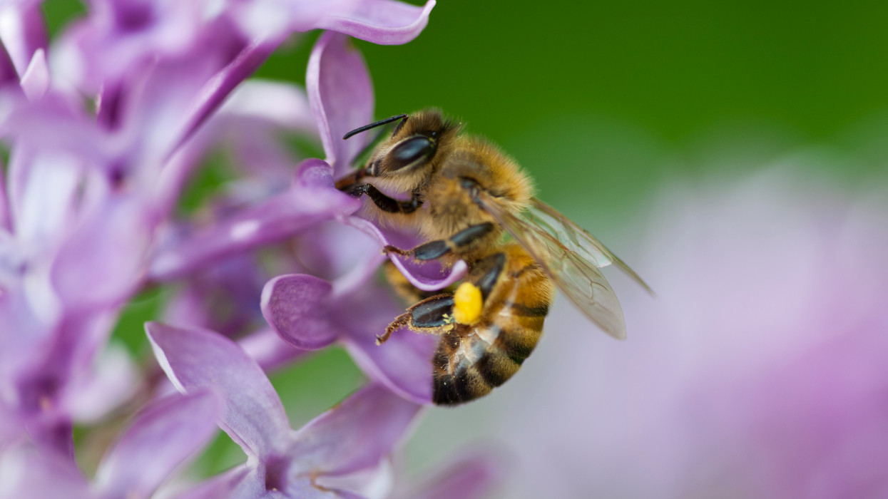 Döbbenetes dolog derült ki a méhekről: ezt sokan nem gondolták volna