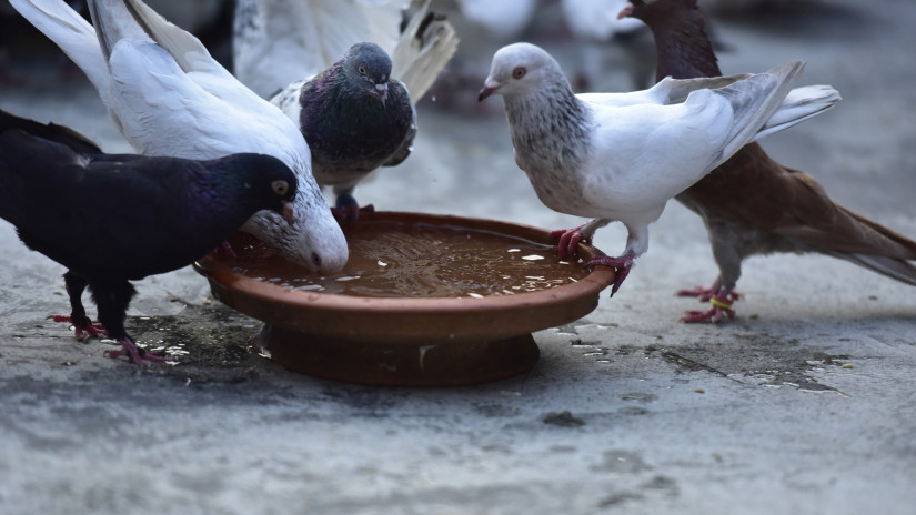 Elképesztő, mire jöttek rá a magyar kutatók a galambokkal kapcsolatban