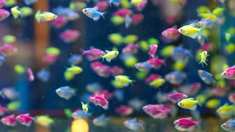 Rengeteg génmódosított halat talált a Nébih: nem is hinnéd, hol bukkantak rájuk