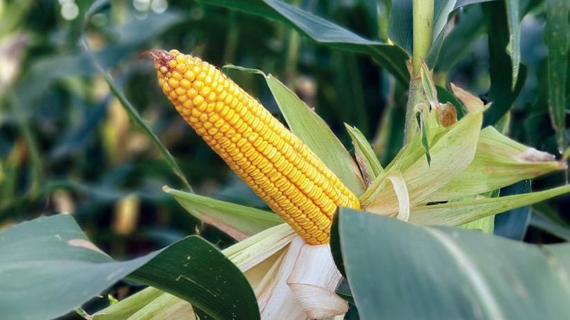 Kukoricáink 2022-ben is bizonyították kiemelkedő termésstabilitásukat
