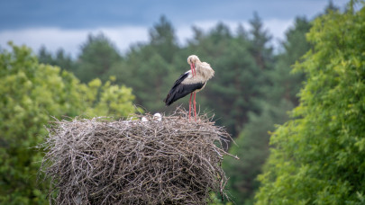 Elképesztő, ami a gólyákkal történik Magyarországon: ettől tuti leesik az állad
