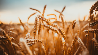 Meglepő fordulat a magyar gabonapiacon: ennyibe kerül most a búza, kukorica