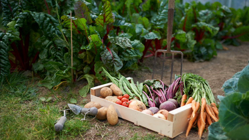 Fillérekért is beszerezheted a zöldségeket: mutatjuk, hogy juthatsz hozzá olcsón