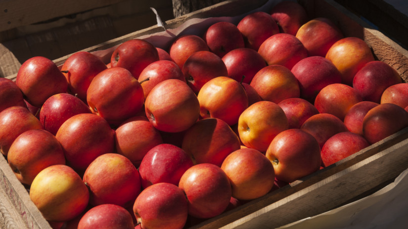 Meglepő hír érkezett: kiderült, mennyi alma van most a lengyel raktárakban