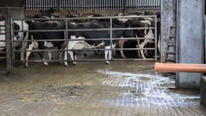 Eldurvult a tüntetés Erdélyben: már az emésztőgödörbe öntötték a tejet a gazdák