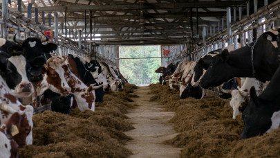 Törékeny remények: a fordulat éve lehet 2023 a tejágazatban?