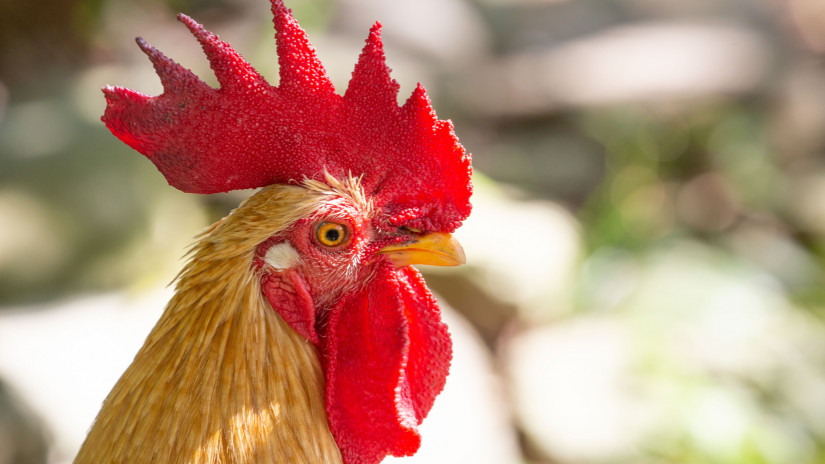 Tömegével ölik le a csirkéket Japánban: már nem tudják hova elásni a tetemeket