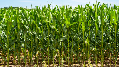 Ez lehet a tökéletes kukoricatermés titka? Jó, ha erre odafigyelsz termesztéskor