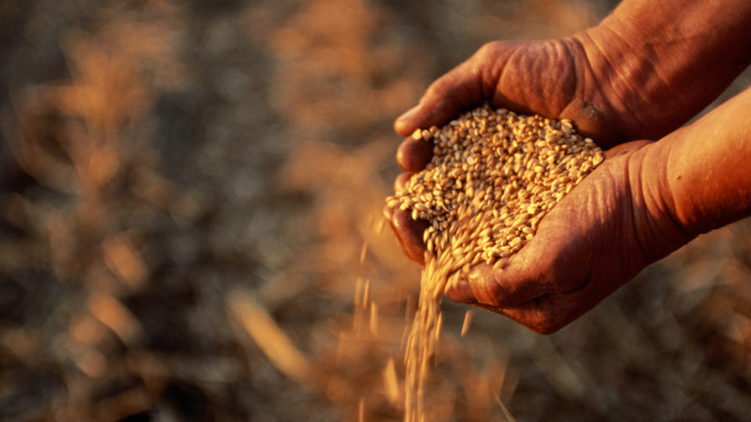 Meglepő hírek érkeztek: durva, ami a gabonaárakkal történik