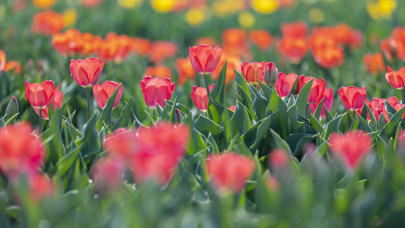 Fillérekért veszik a tulipánt az élelmes magyarok: mutatjuk, hol juthatsz hozzá olcsón