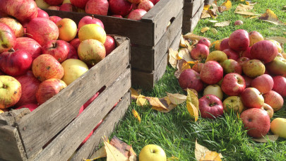 Meglepő hírek érkeztek: durva, mi történhet idén az almaterméssel az EU-ban