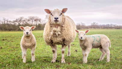 Drágul a bárány Európa-szerte