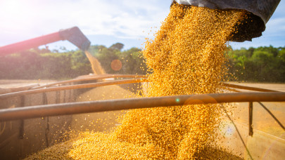 Kongatják a vészharangot a termelők az ukrán gabona miatt: ebből még baj lehet