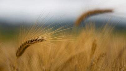 Itt a csehek válasza: nem tervezik betiltani az ukrán gabona behozatalát