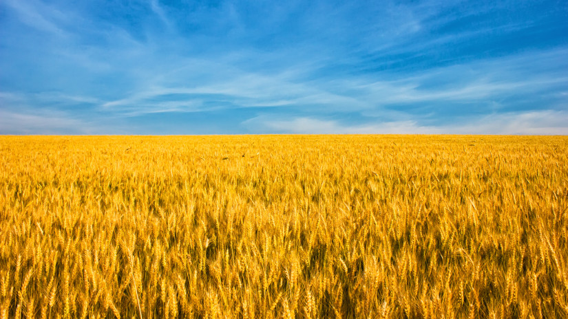 Fontos közleményt adtak ki az ukrán gabonahelyzetről Magyarországon